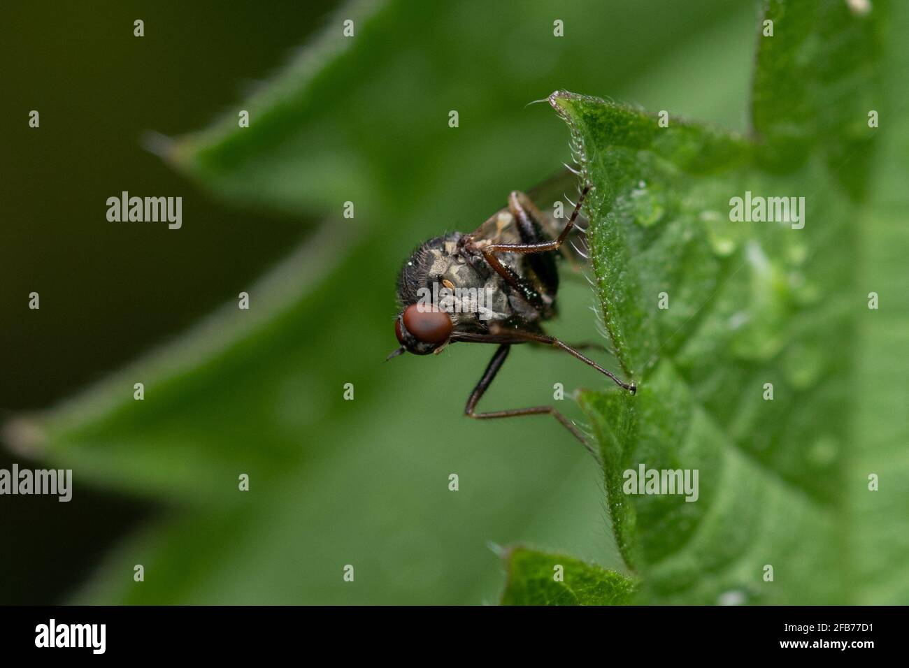 Cabbage root fly hires stock photography and images Alamy