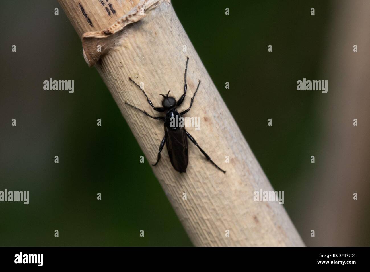 Closeup of a St. Mark's fly perched on the wood Stock Photo