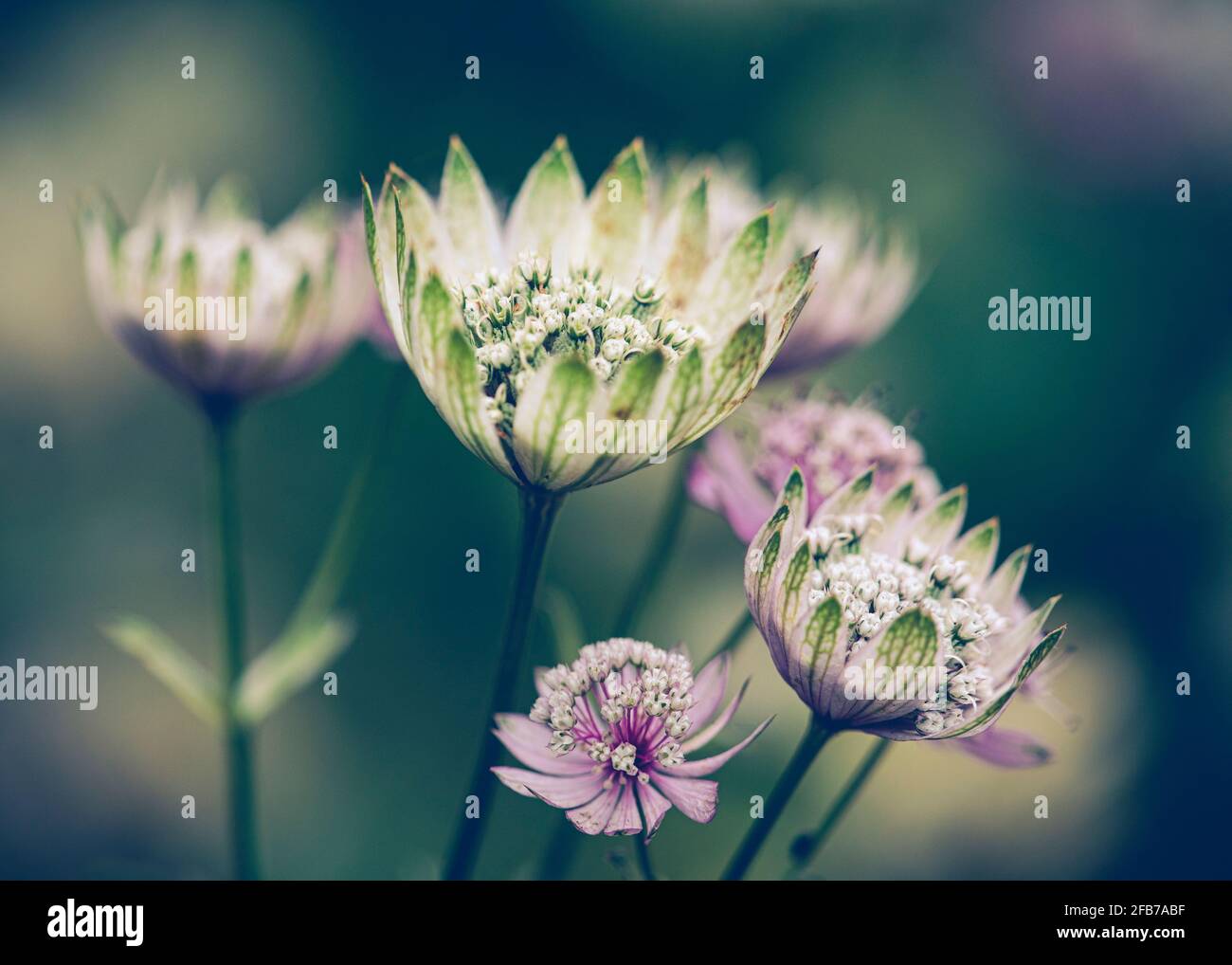 Astrantia, Great Masterwort, Astrantia Major, Side view of opening flowers. Stock Photo