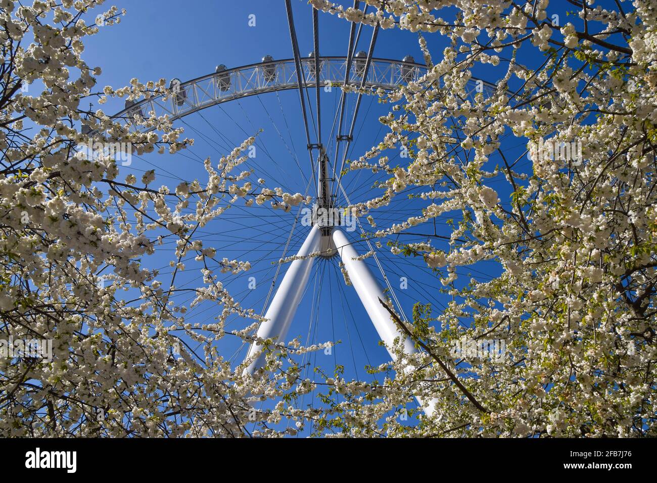 London, United Kingdom. 23rd April 2021. The London Eye and cherry blossom trees on a warm, clear day. Credit: Vuk Valcic/Alamy Live News Stock Photo