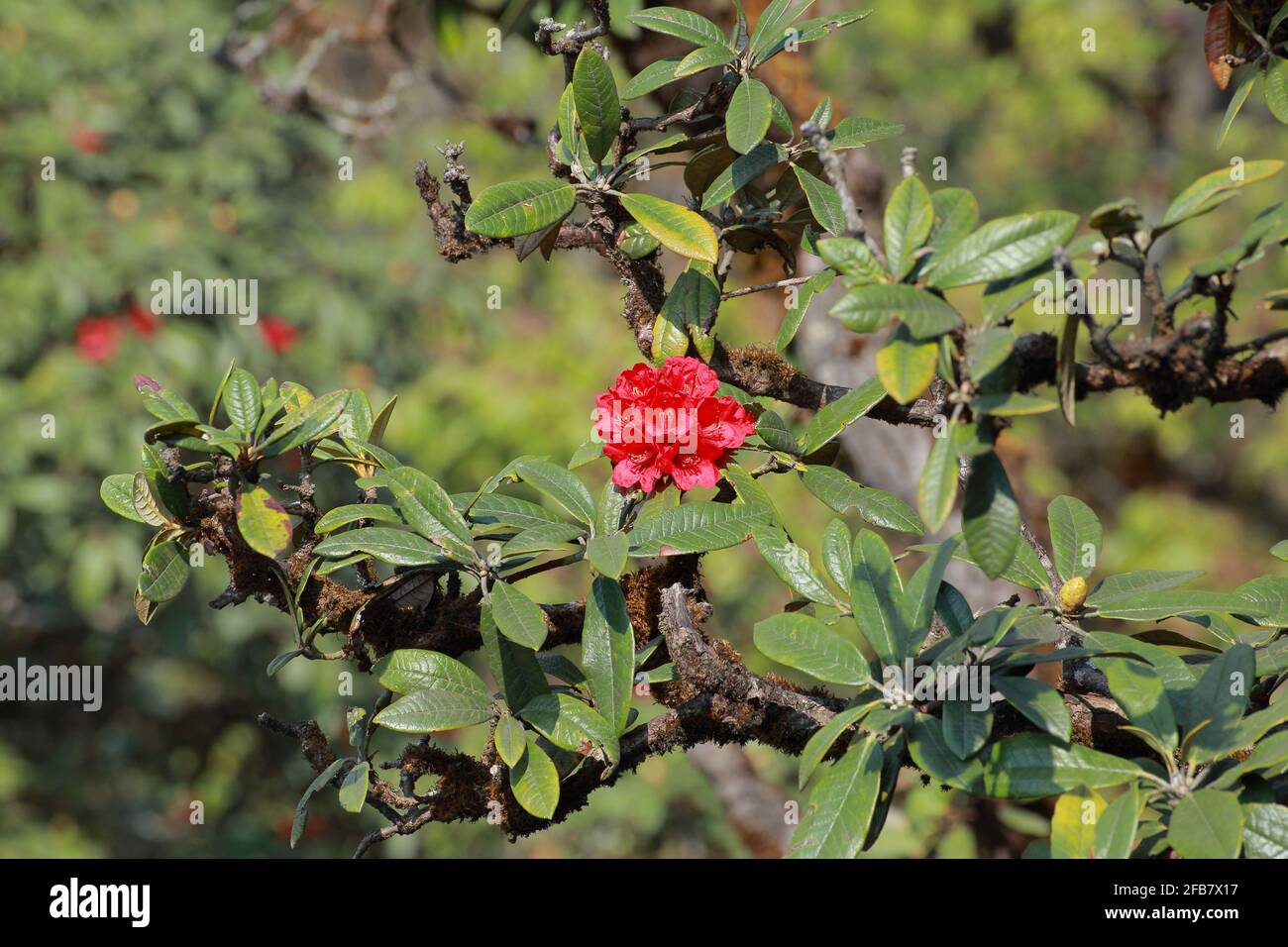 The name of these flowers is " Rhododendron". These Rhododendrons name is  Peach pie. Scientific name is Rhododendron subgenus Hymenanthes Stock Photo  - Alamy