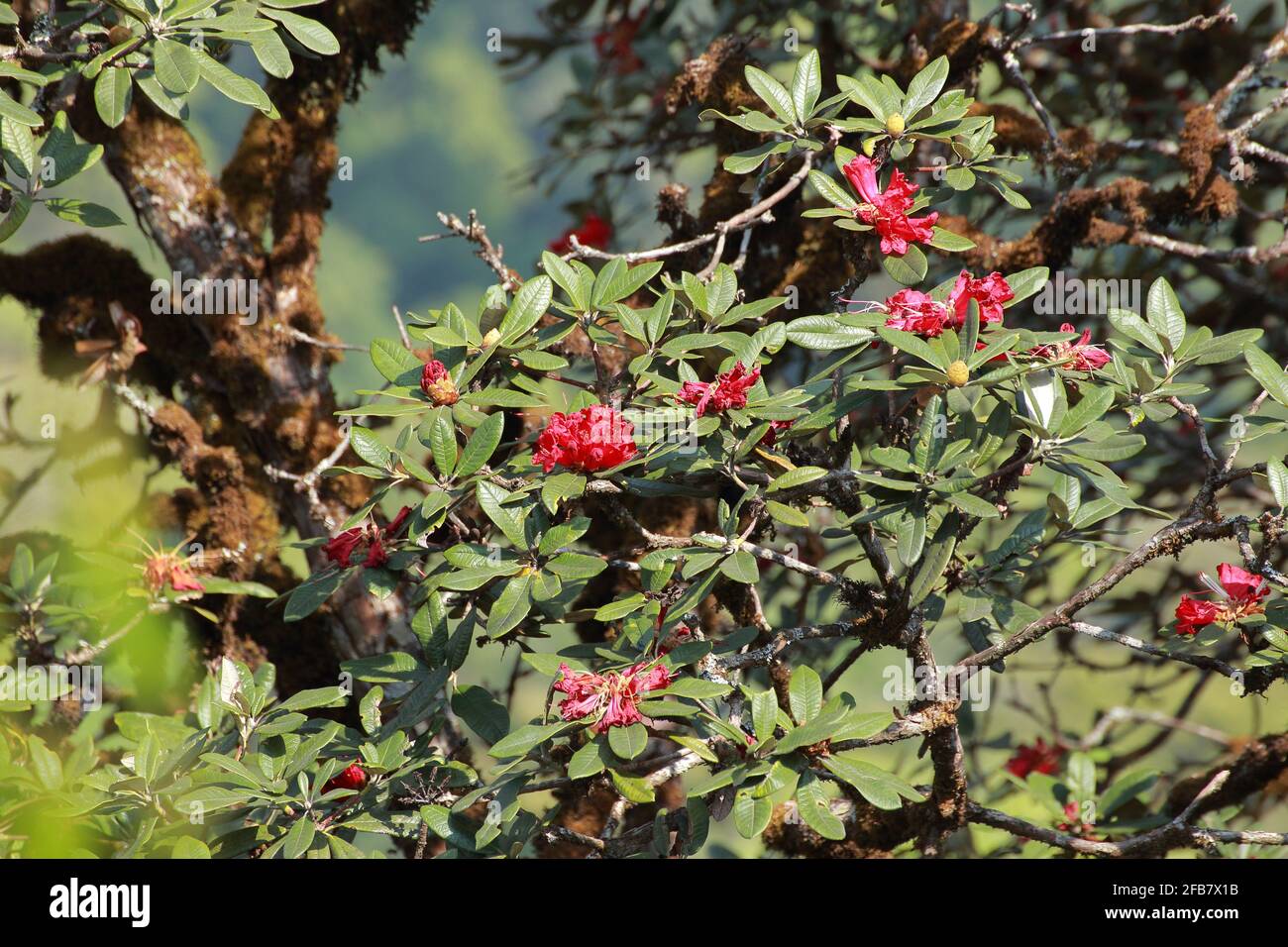 taxus baccata erecta Buy Columnar Shaped Yew Tree Taxus Baccata Robusta Online For Only £22.50 —  Plants2Gardens main image 0