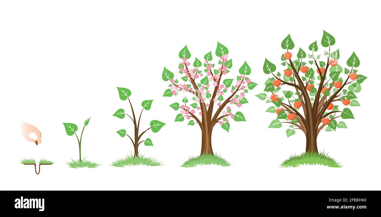 Apple tree growth cycle. Stock Vector