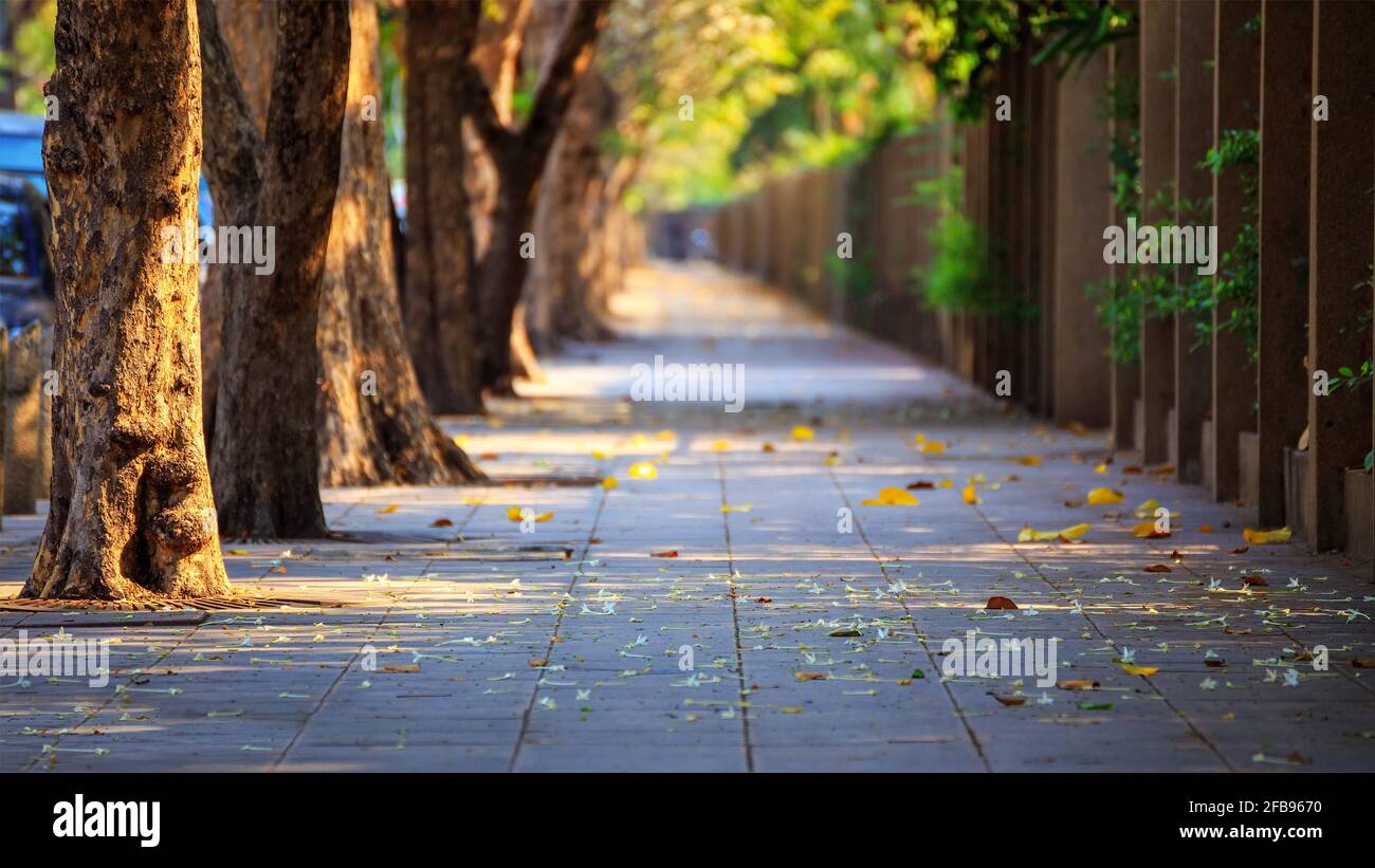 Sunny park pathway trees hi-res stock photography and images - Alamy