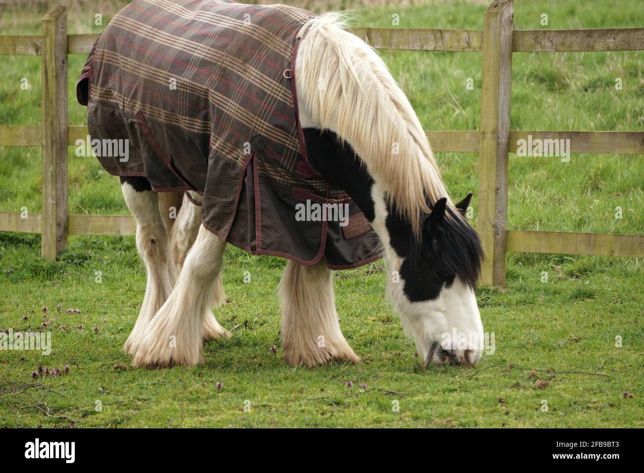 Old horse grazing with a blanket Stock Photo