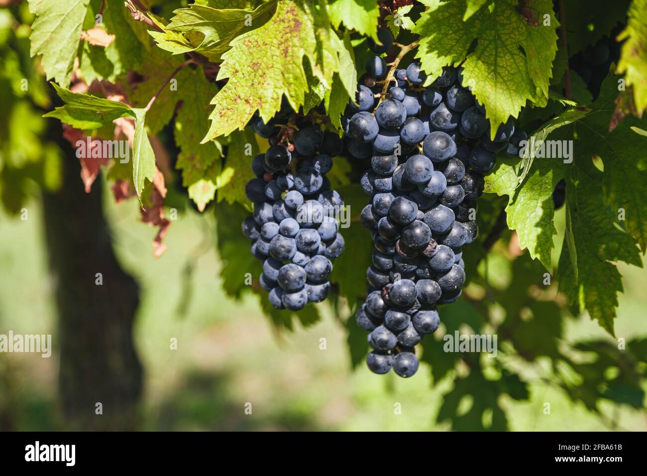 Large bunches of red wine grapes hang from an old vine in warm