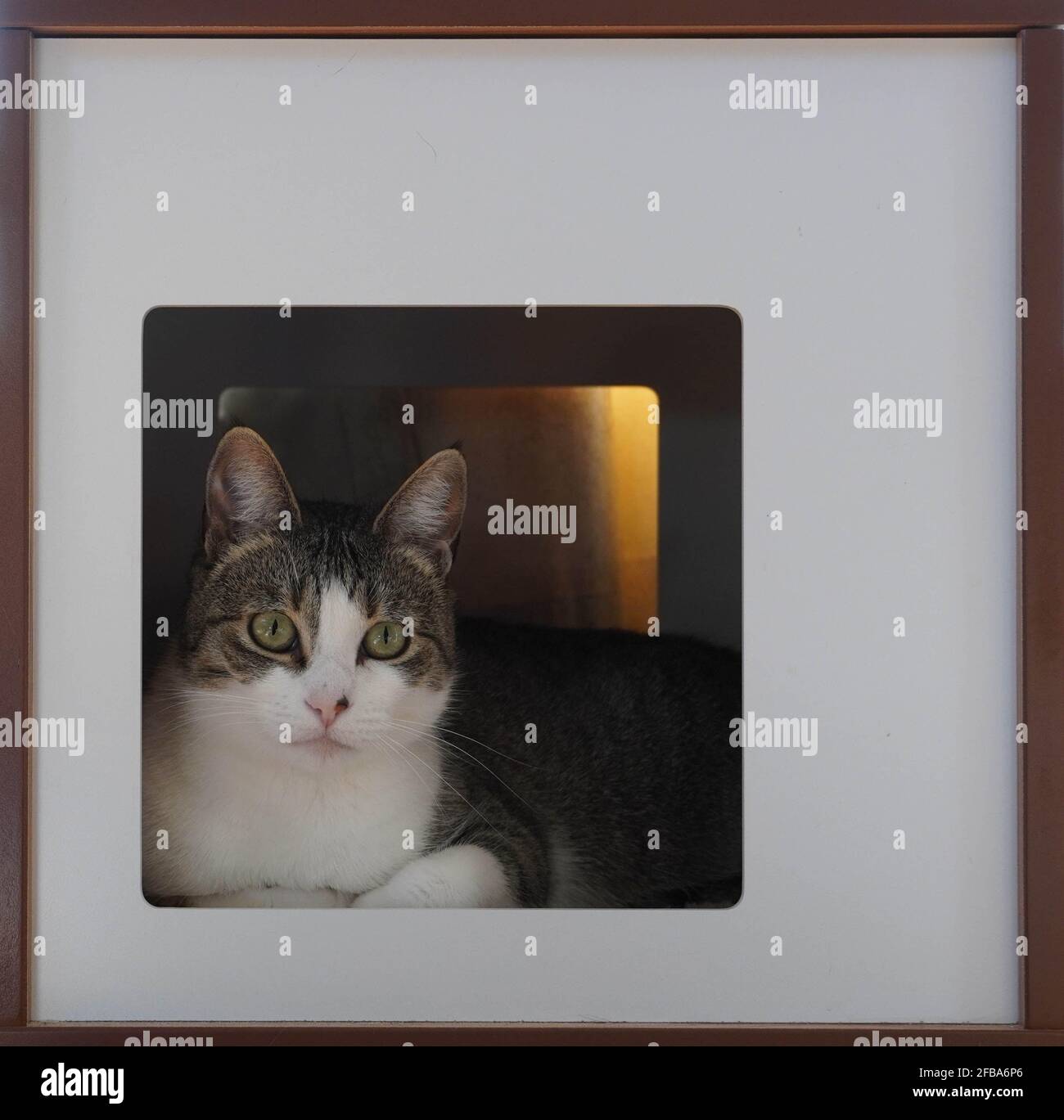 Tabby with white cat in a wooden box. Stock Photo