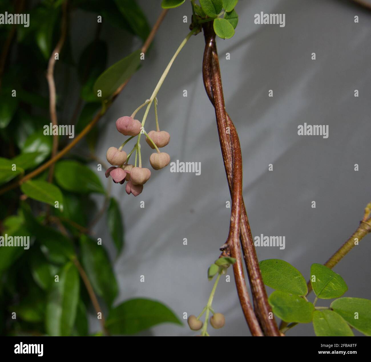 Akebia quinata chocolate vine hi-res stock photography and images - Alamy