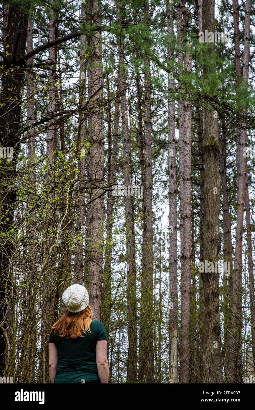 Rear view of red headed woman in a white hat looking up at a stand of pine trees Stock Photo