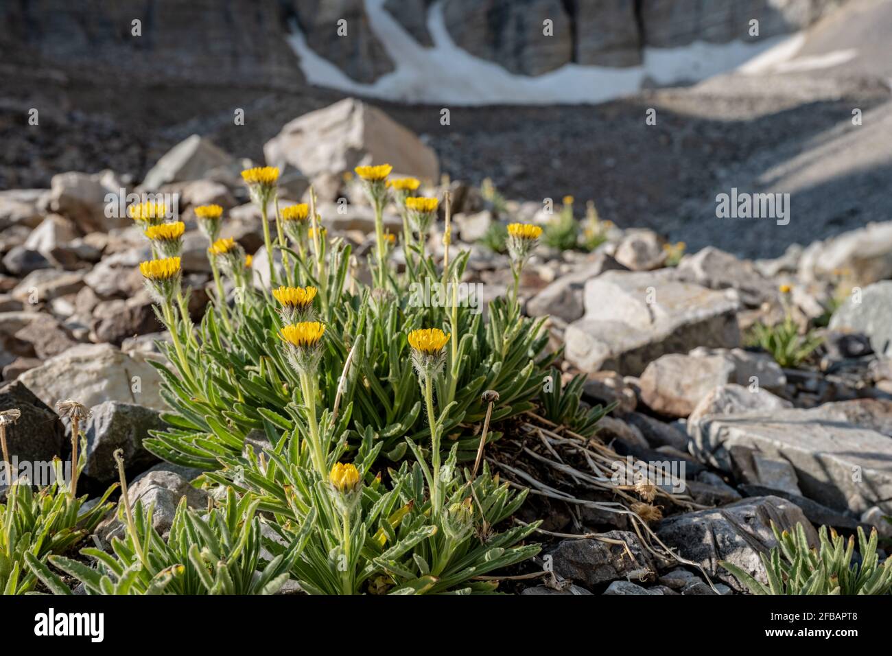 Desert Marigold Blossoms Growing out of Rocks in Great Basin National Park Stock Photo