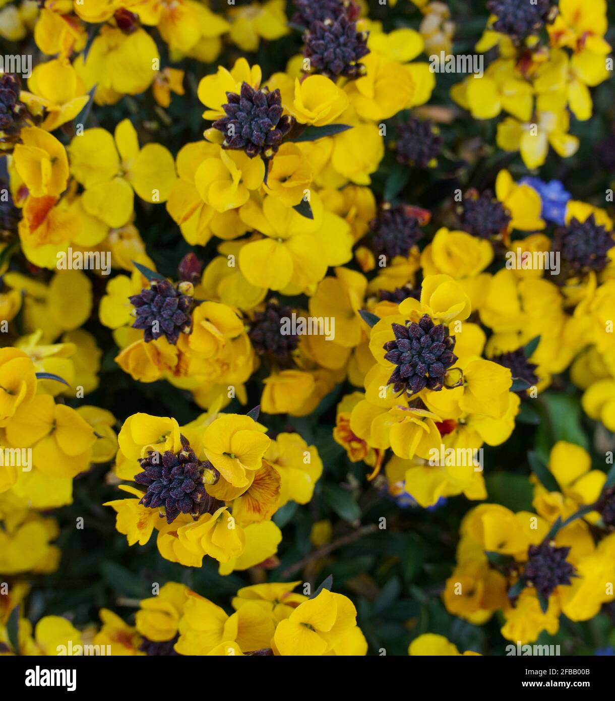 Full frame image of bright yellow erysimum flowers in springtime Stock Photo