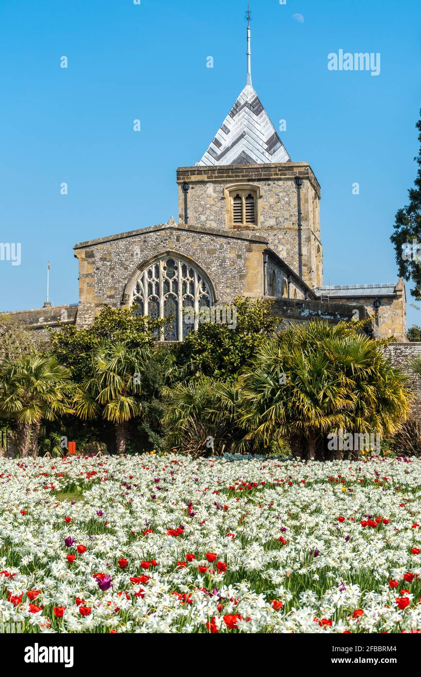 Arundel Castle tulip festival during April 2021, West Sussex, England, UK. Stunning display of tulips and narcissus daffodils. Stock Photo