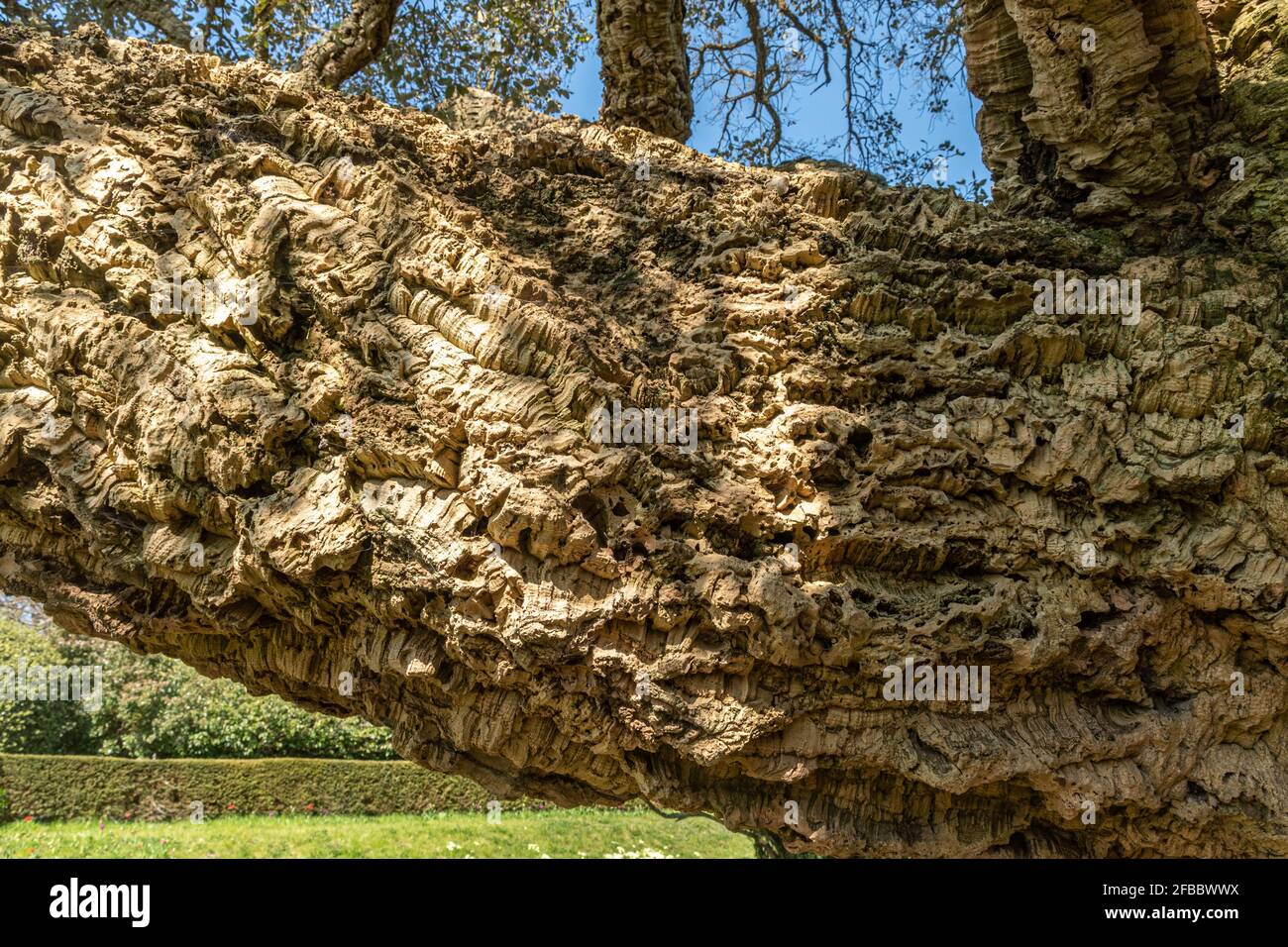 Cork tree (Quercus suber, also called cork oak), the primary source of