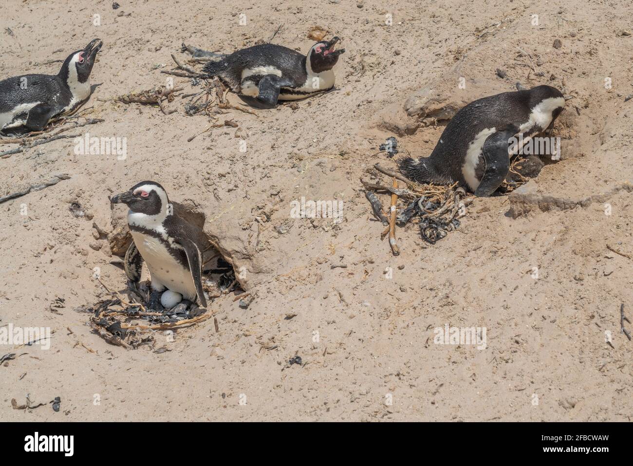 African Penguin at Boulders Beach near Simons Town on the Cape Peninsula, South Africa, one of the few colonies of African Penguin Stock Photo