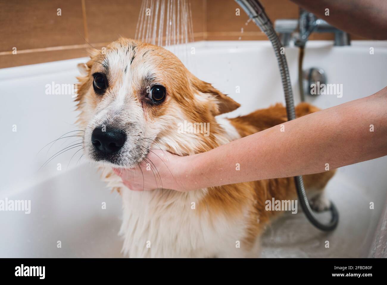 Is It Ok To Bathe A Dog With Cold Water
