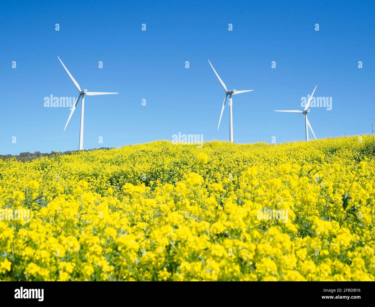 Three wind turbines amidst a field of yellow flowers and blue sky Stock ...