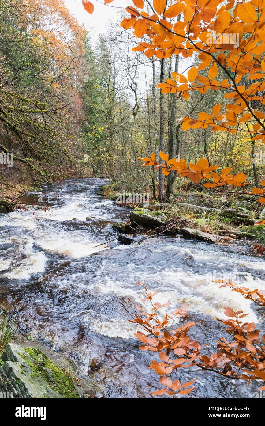 Flowing water in forest during autumn Stock Photo