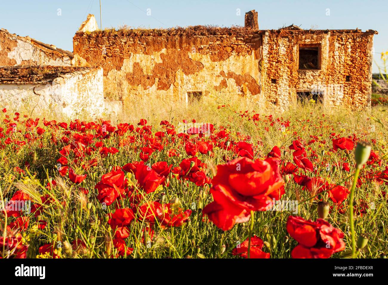 Rural flower field old house hi-res stock photography and images - Alamy