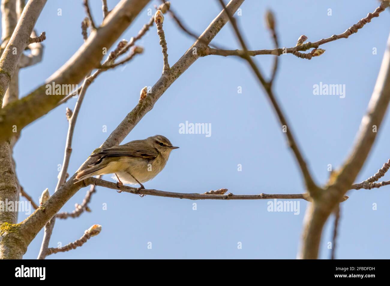 Chiffchaff, Phylloscopus collybita, perched on the branch of a tree. Stock Photo
