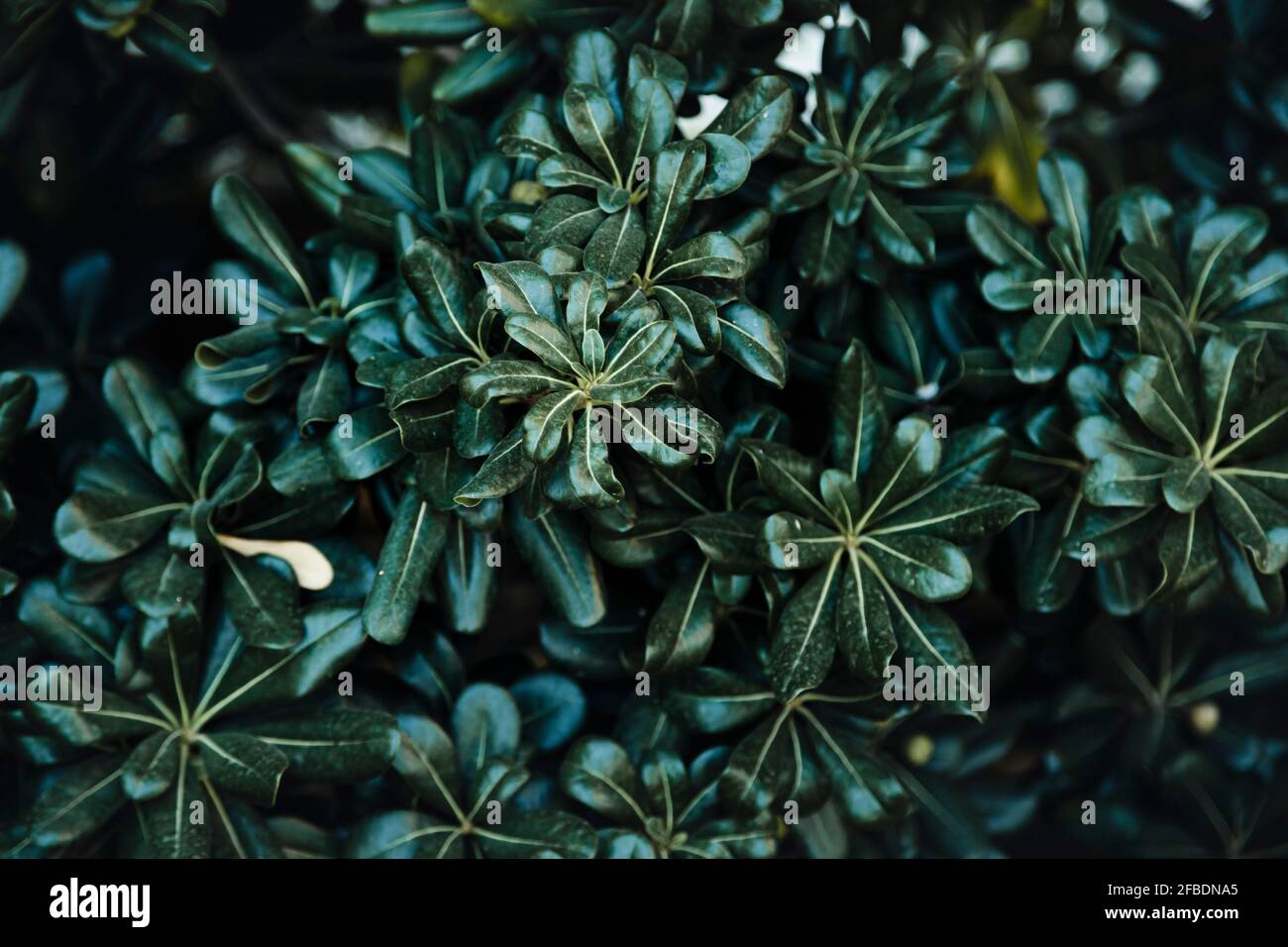 Green foliage background Stock Photo