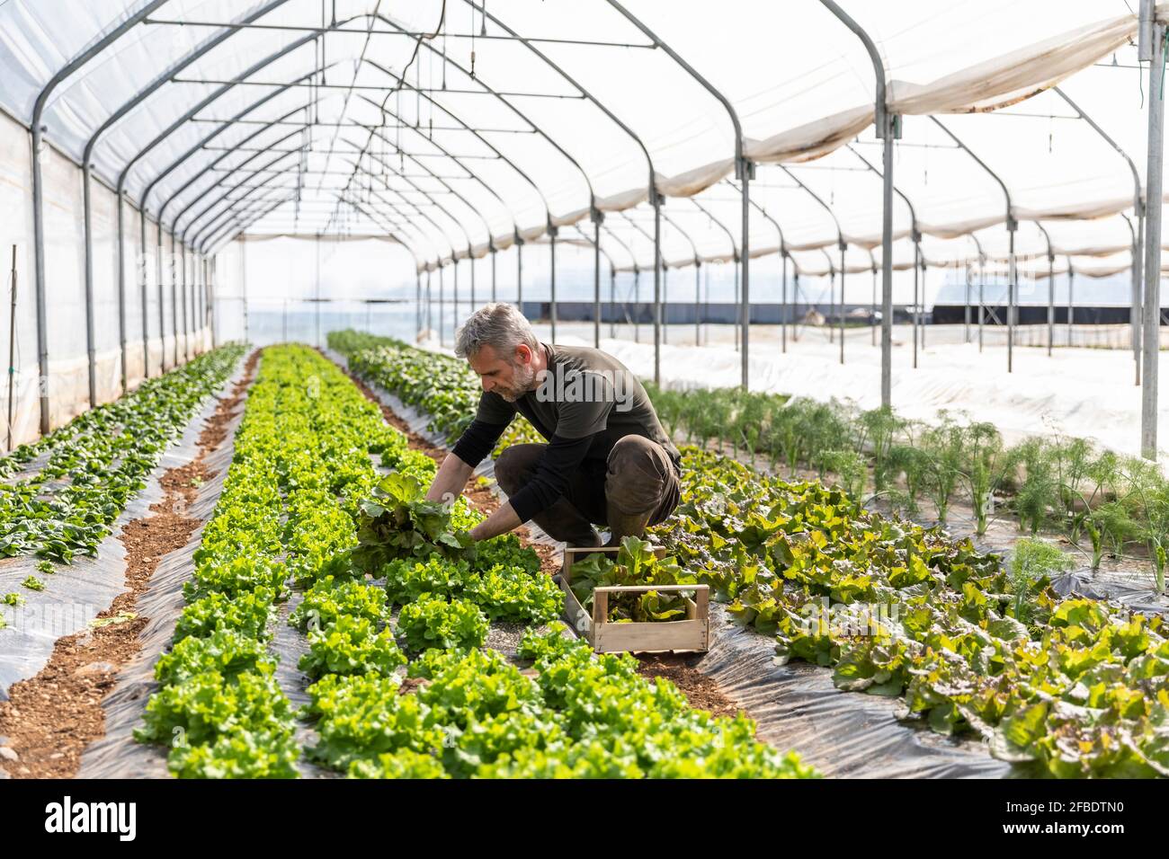 Mature male farmer harvesting lettuce at greenhouse Stock Photo