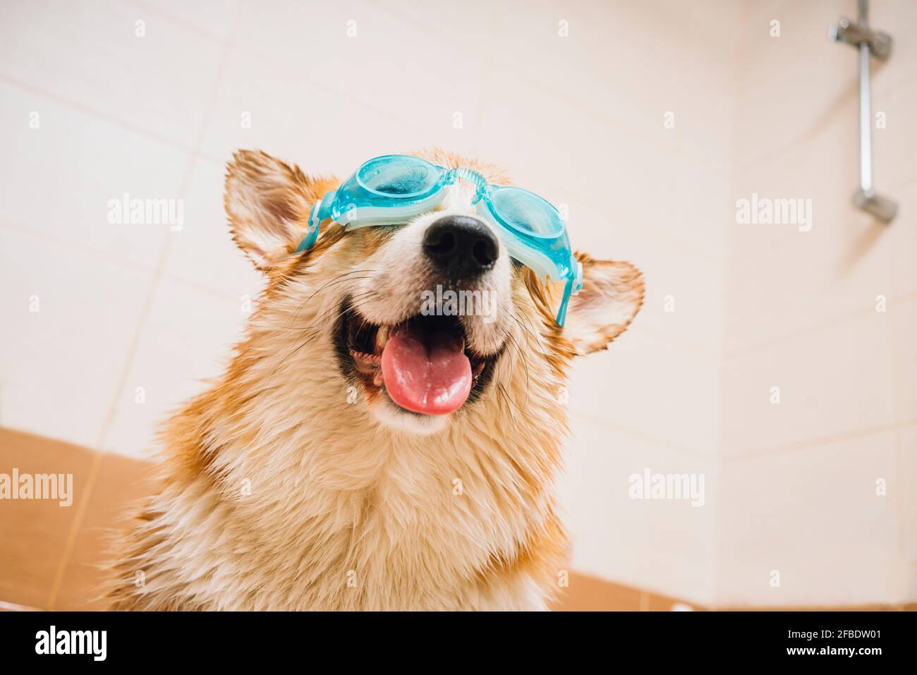 Portrait of Corgi dog wearing swimming goggles standing in bathroom Stock Photo