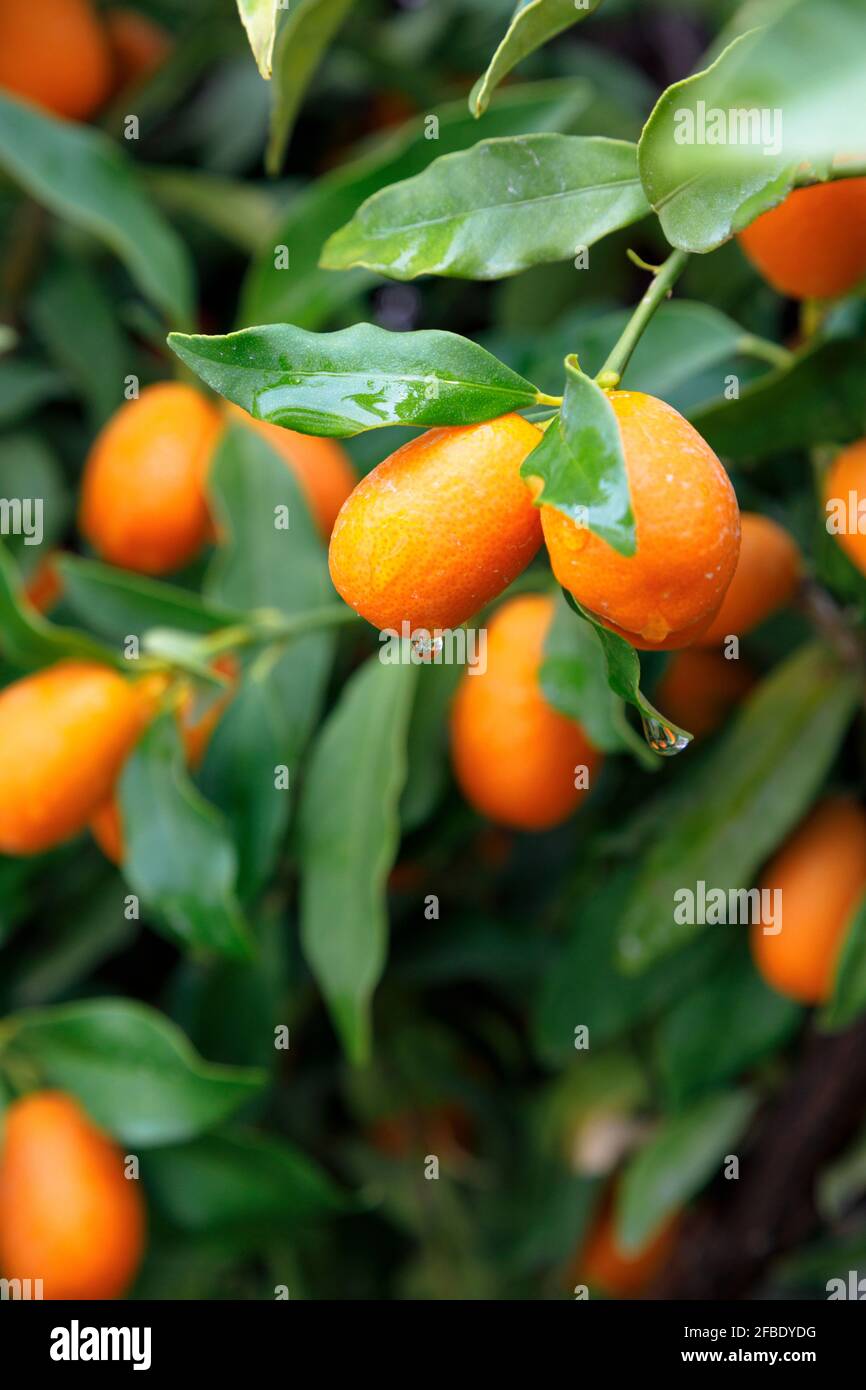Fresh ripened kumquats on tree Stock Photo