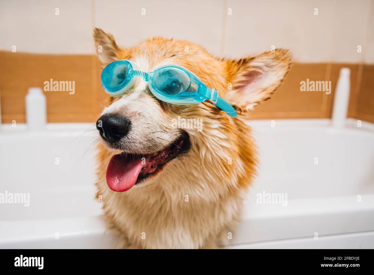 Portrait of Corgi dog wearing swimming goggles standing in bathtub Stock Photo