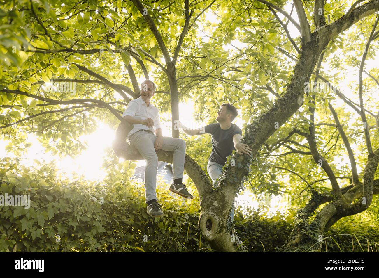 Son looking at father laughing on tree in back yard Stock Photo - Alamy