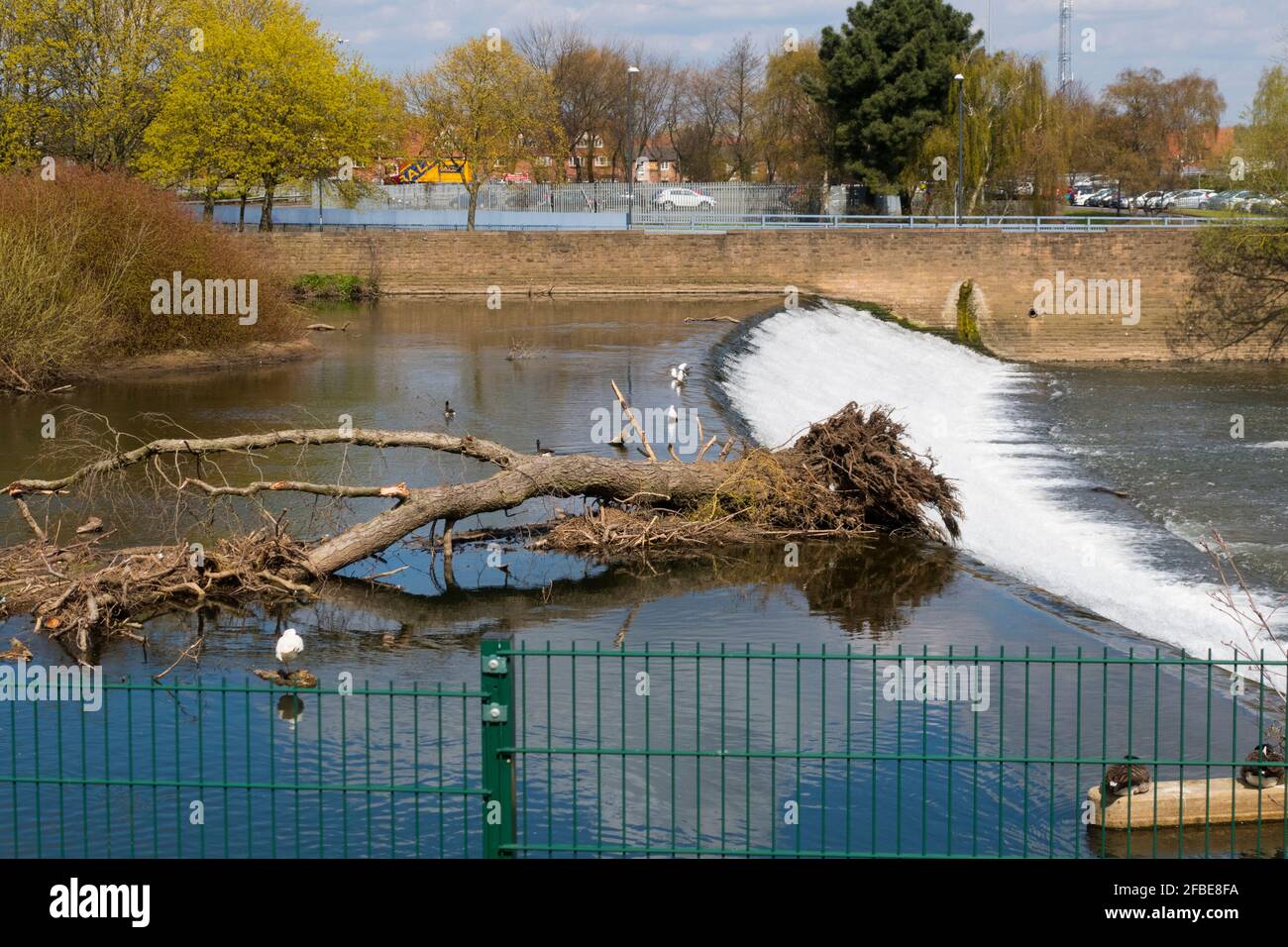 Stranded tree on river gardens waterfall Derby UK Stock Photo Alamy