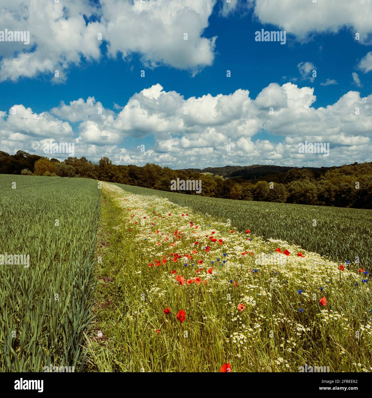 Grain field and flowers, Wuppertal, Germany Stock Photo Alamy