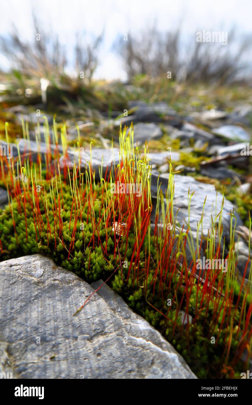 Moss between stones hi-res stock photography and images - Alamy Moss between stones hi-res stock photography and images - Alamy