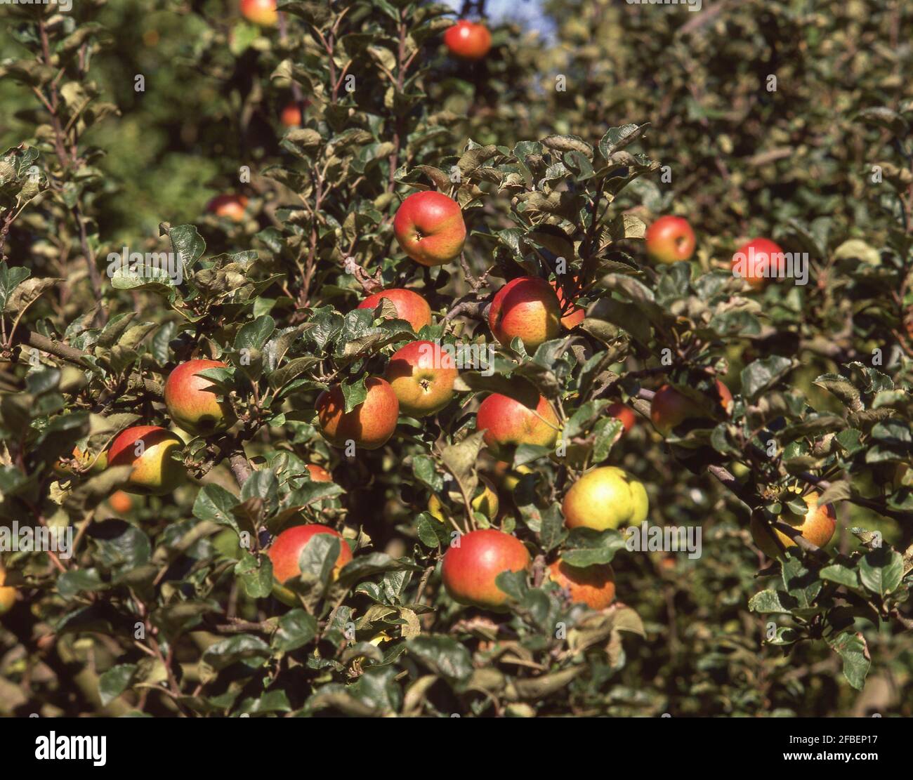 Ripe apples on tree in orchard, Kent, England, United Kingdom Stock Photo