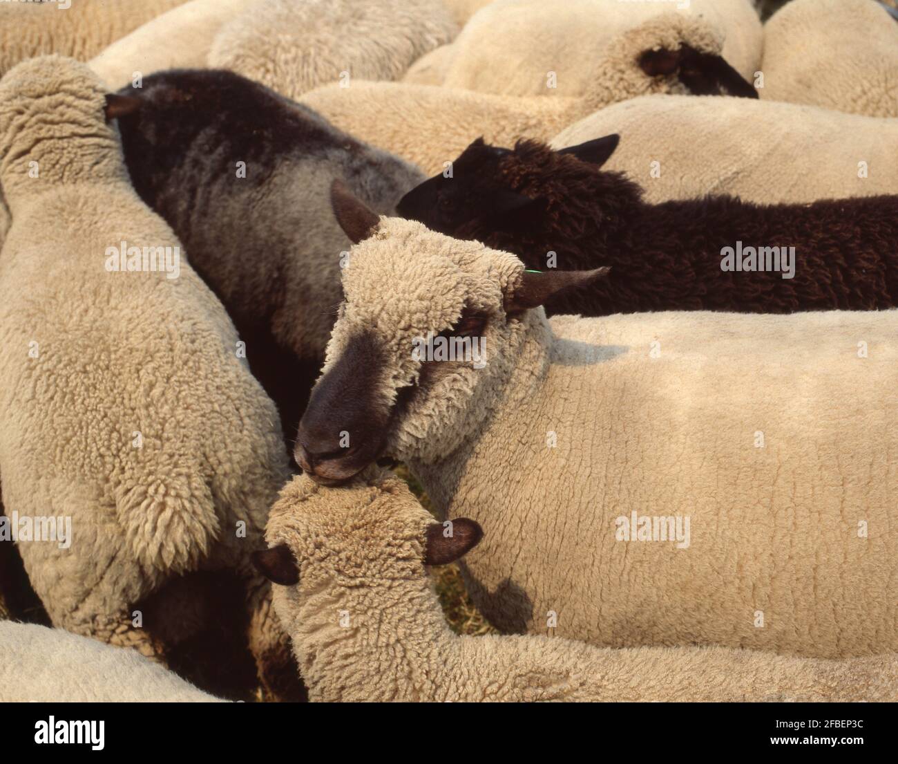 Suffolk sheep in pen on farm near Ormskirk, Lancashire, England, United Kingdom Stock Photo