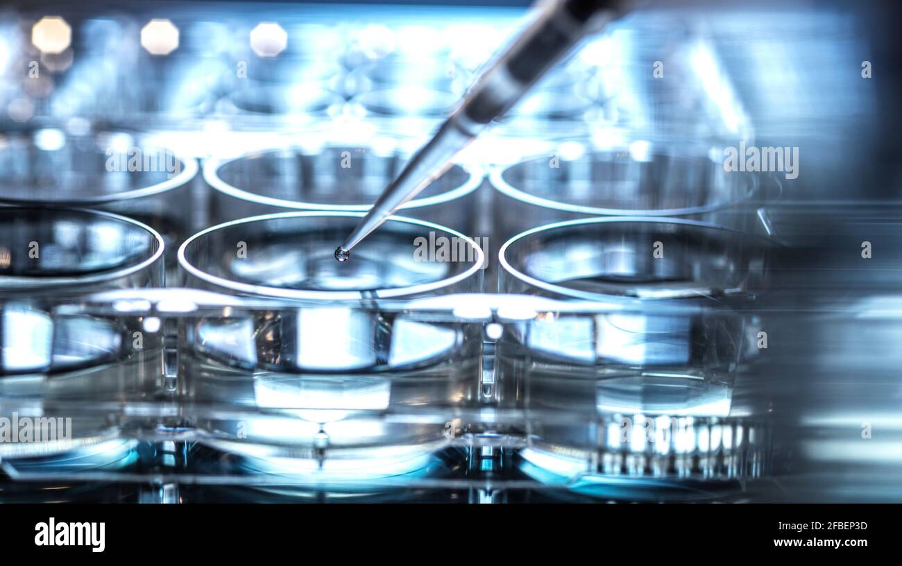 Pipetting sample into micro well plate while doing research on biotechnology Stock Photo