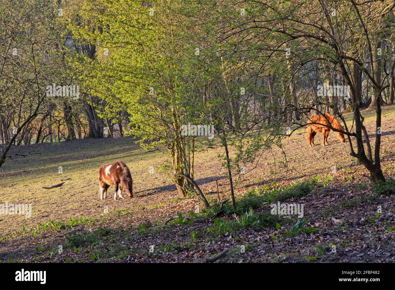 Ponies grazing in a field in the Derwent Valley Country Park, Winlaton Mill, Gateshead, Tyne and Wear. Stock Photo