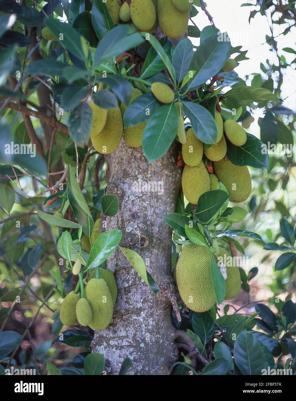 A jackfruit (Artocarpus heterophyllus) tree, Tan An, Long An Province, Socialist Republic of Vietnam Stock Photo
