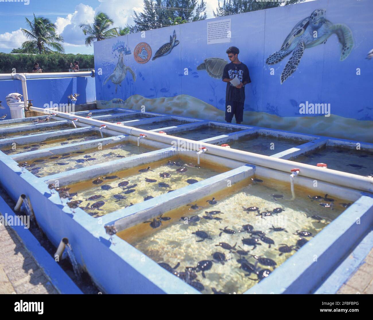 Breeding pools at Cayman Turtle Farm, West Bay, Cayman Islands, Greater Antilles, Caribbean Stock Photo