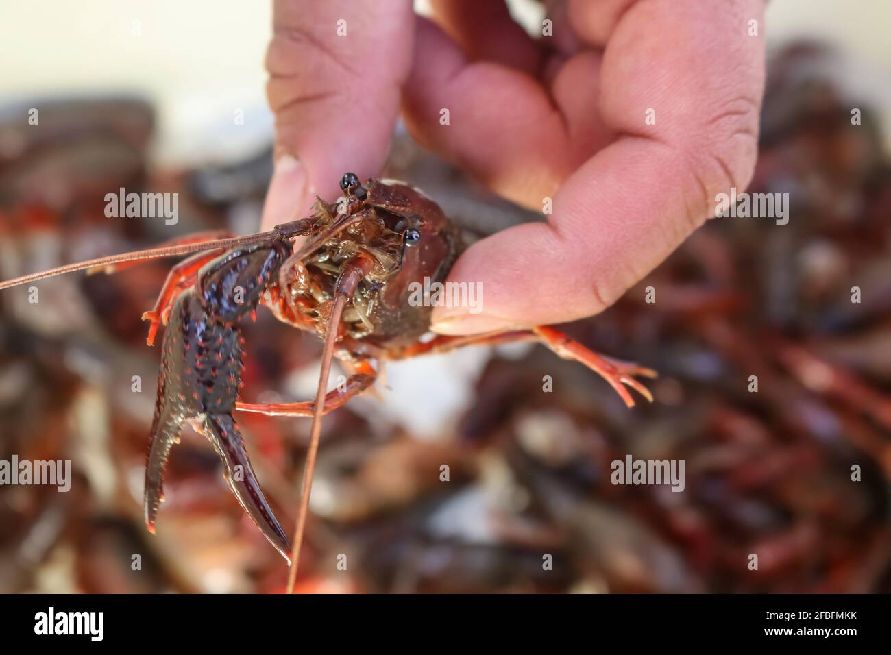 Close-up of bug-eyed cray fish held by hand - selective focus- blurry background Stock Photo