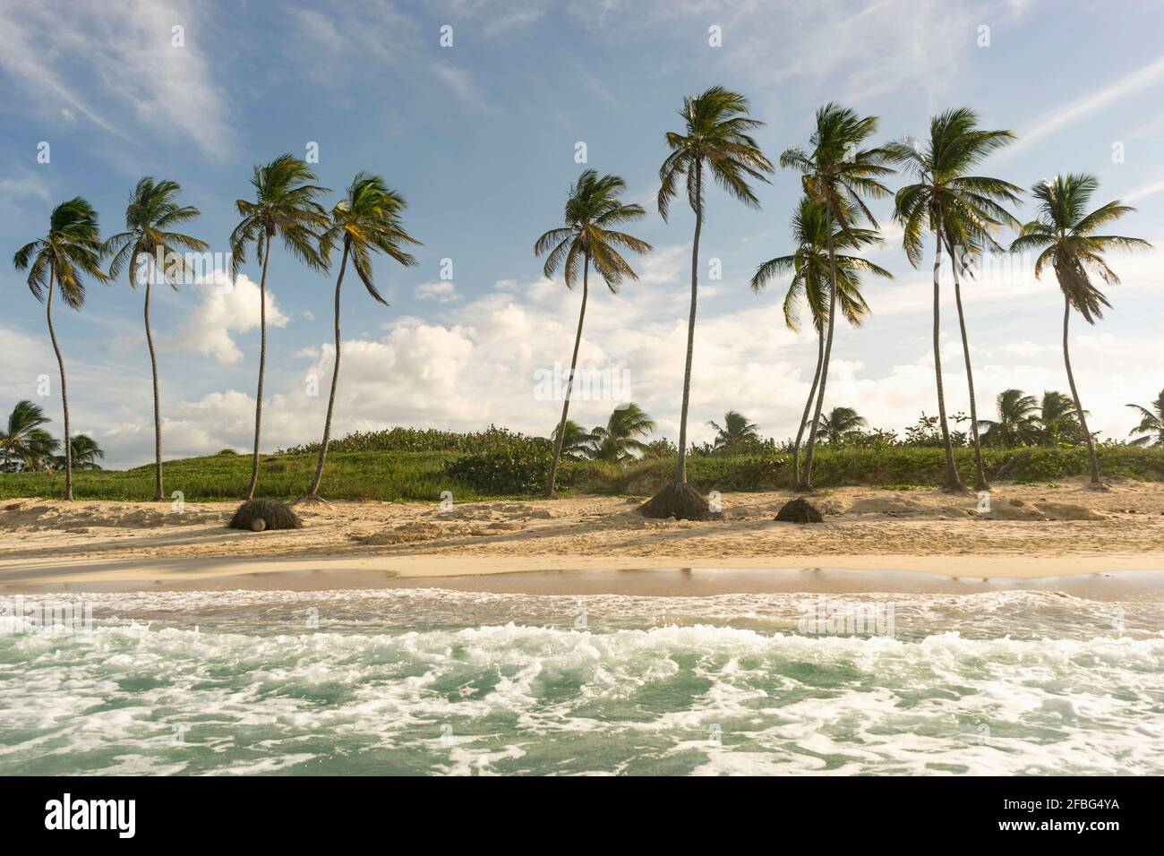 Sunny beach day palm trees hi-res stock photography and images - Alamy