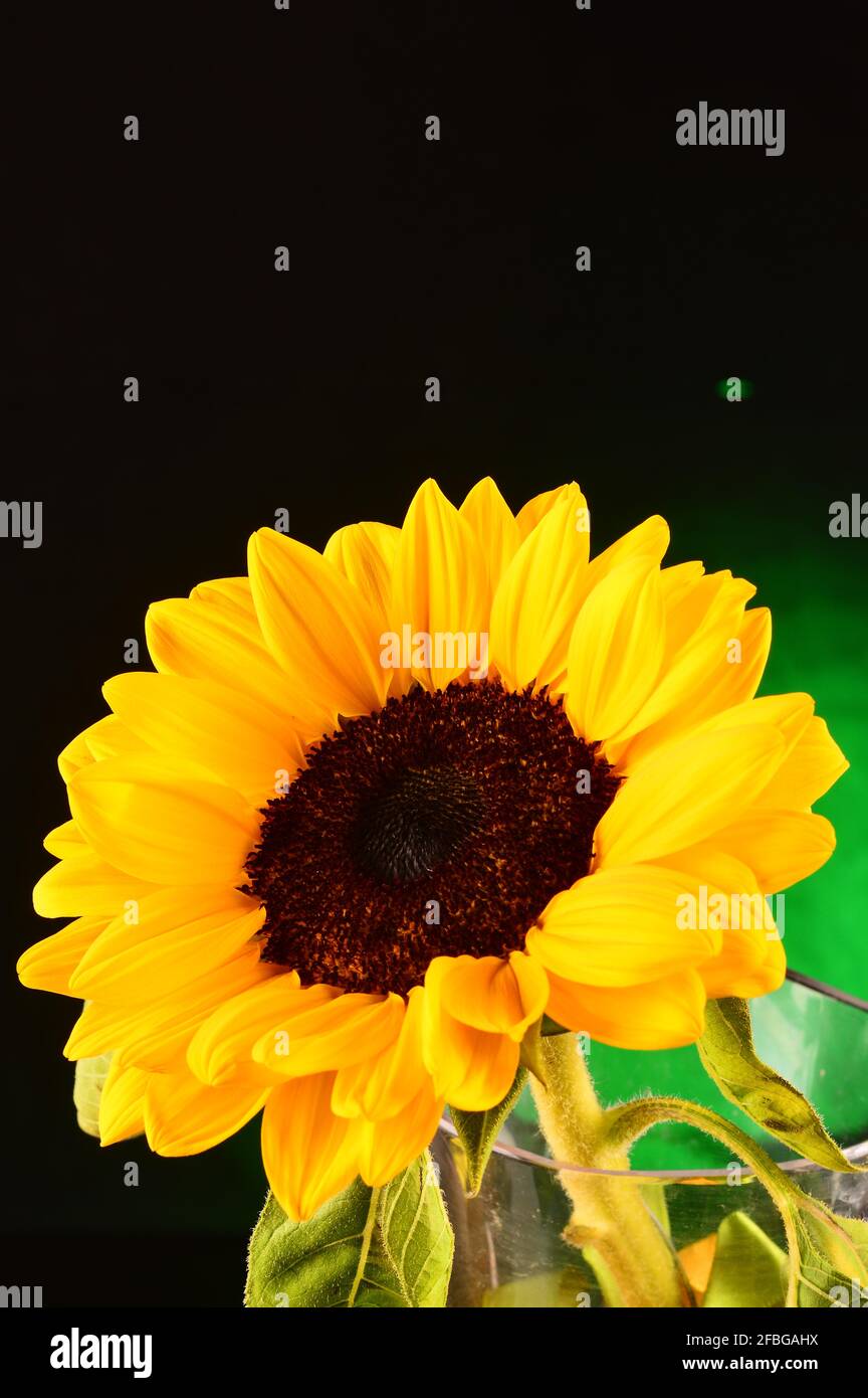 Sunflower close up on studio shot Stock Photo - Alamy