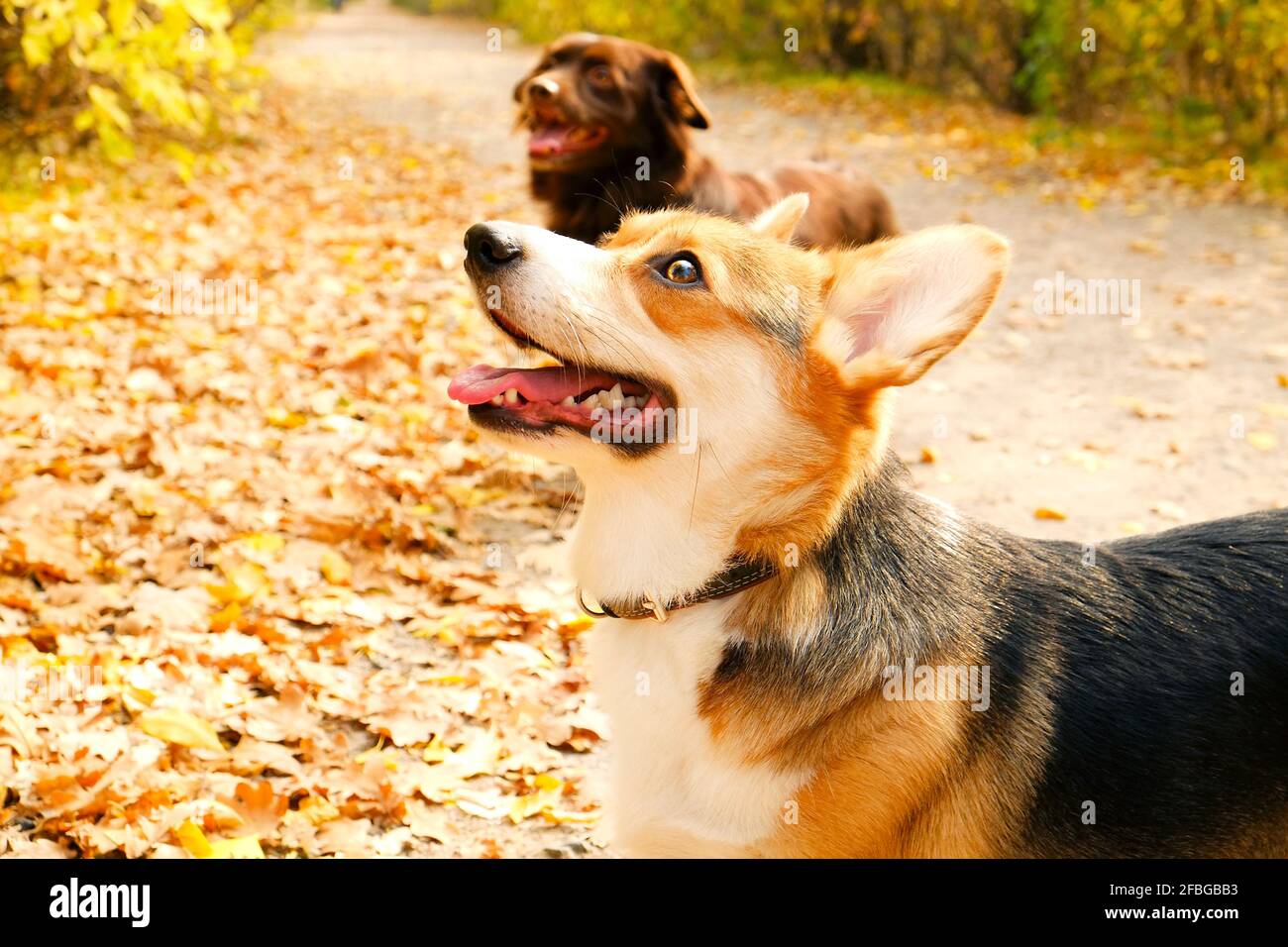 Pembroke welsh corgi on a walk in the park on nice warm autumn day. Two different breed dogs playing outdoors, many fallen yellow leaves on ground. Co Stock Photo