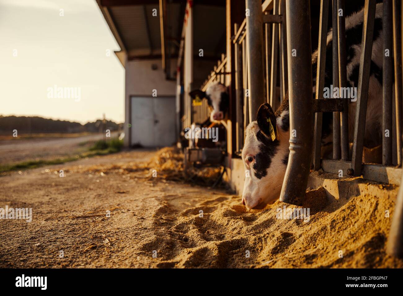 Calves being fed in barn Stock Photo