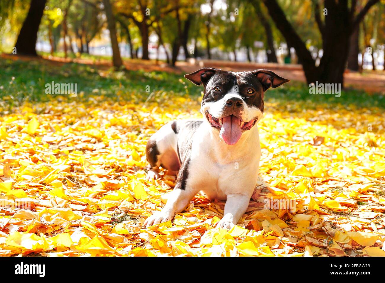 Happy black and white american staff terrier on a walk in the park on nice warm autumn day. Young dog with masculine look outdoors, many fallen yellow Stock Photo