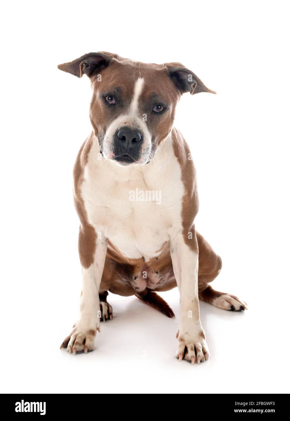 american staffordshire terrier  in front of white background Stock Photo