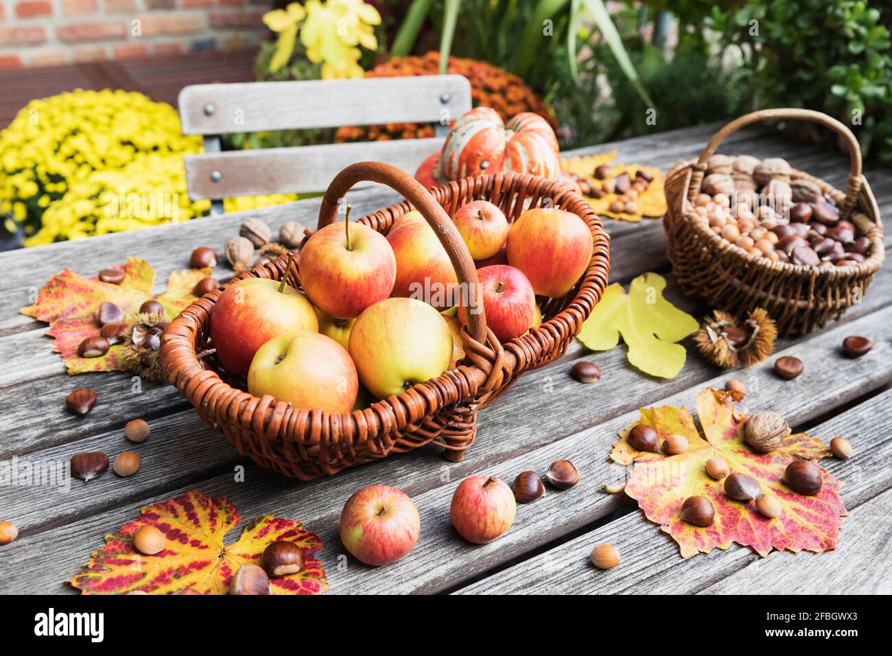 Autumn harvest on garden table: apples, nuts and chestnuts in baskets and edible pumpkin Stock Photo