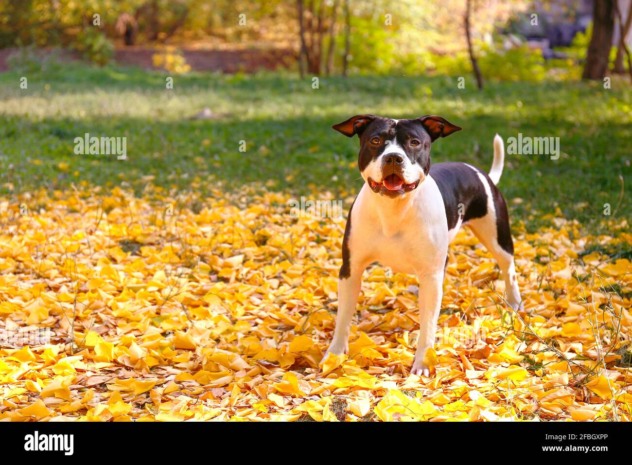 Happy black and white american staff terrier on a walk in the park on nice warm autumn day. Young dog with masculine look outdoors, many fallen yellow Stock Photo