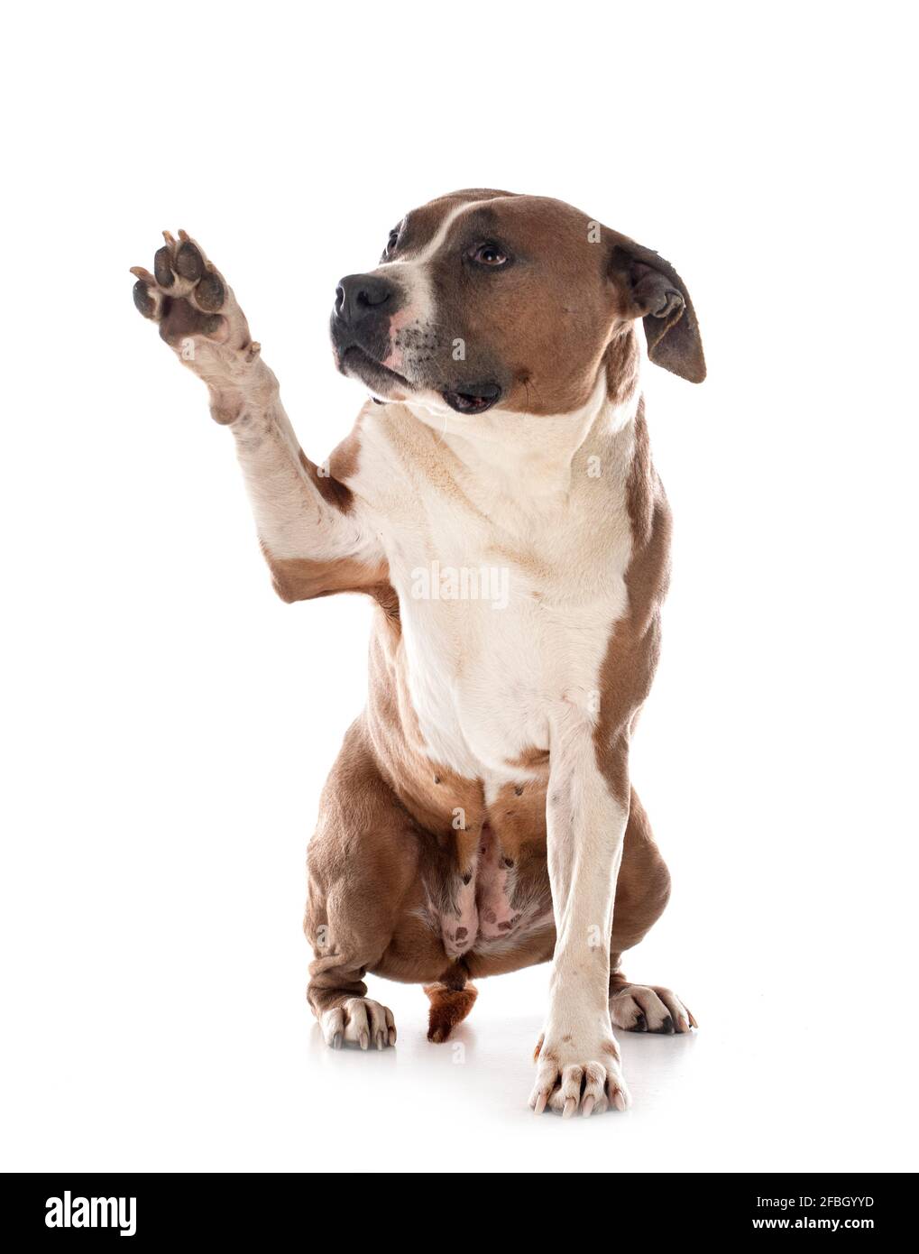 Do Staffordshire Bull Terriers Have bed Feet