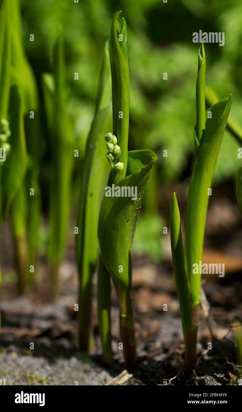 Shoots, rolled up leaves of Lily of the valley in spring Stock Photo