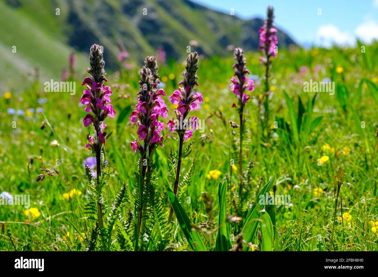 Close up of whorled lousewort (Pedicularis verticillata) blooming on mountain meadow Stock Photo